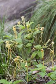 Image result for Strophanthus nicholsonii
