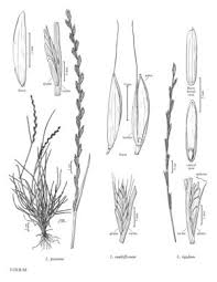 Image result for Lolium multiflorum