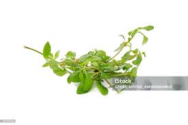 Image result for Glinus