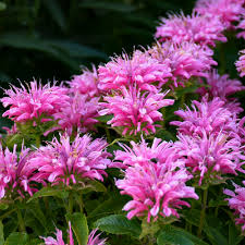 Image result for Monarda didyma
