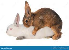 Кролики секс