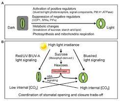 The substances which enter and exit here are oxygen, carbon dioxide and water. Frontiers Light Mediated Signaling And Metabolic Changes Coordinate Stomatal Opening And Closure Plant Science