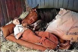 Trainer's special bond with Melbourne Cup contender stallion