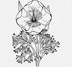 Choose from 120000+ flowers anchor graphic resources and download in the form of png, eps, ai or psd. California Poppy Coloring Book Drawing Flowers Anchor White Child Png Pngegg
