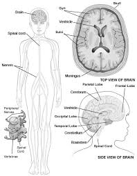 The nervous system enables humans to react to their surroundings and to coordinate their the cns is the brain and spinal cord. Overview Of The Brain And Nervous System Anatomy Modified From Download Scientific Diagram