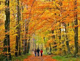 Famille marche à travers le parc d'automne — Photo de stock par ©sborisov -  6008555