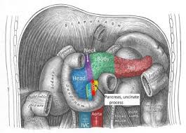 Image result for pancreas location