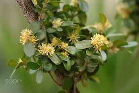 When those cheerful yellow spring flowers grace the arching branches of forsythia, we know winter has finally retired for another year. Blooming Buxus Buxus Sempervirens With Yellow Flowers Boxwood Tree Buxus Microphylla Early Spring S Early Spring Flowers Buxus Sempervirens Yellow Flowers