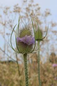 Image result for Dipsacus