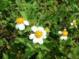 Ah, we love much about dandelions with their bright yellow heads in the springtime. Bidens Alba Wikipedia