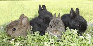 Also, make sure to check your rabbits backside often. 11 Best Rabbit Repellent For Lawn Garden 2021