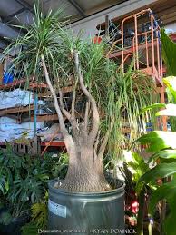 Image result for Beaucarnea recurvata