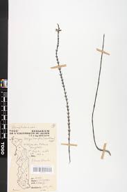 Image result for Striga linearifolia