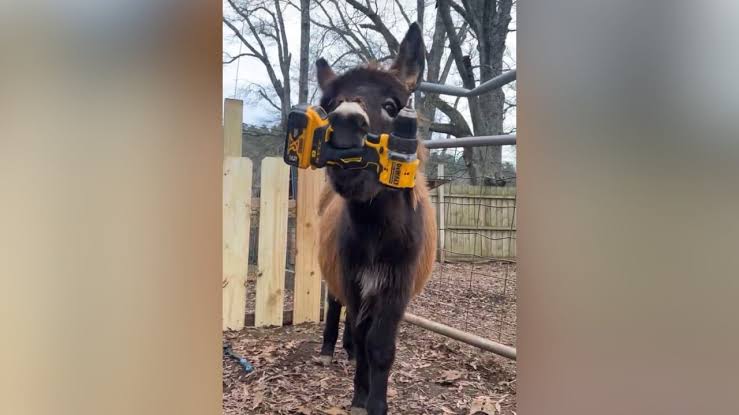 Ga. baby donkey killed by police; owner mourns loss, demands justice