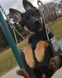 Cute baby german shepherd dog. 40 Times German Shepherd Puppies Were The Purest Things In The World Bored Panda