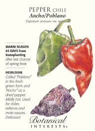 Ancho Poblano Chile Pepper 30 Seeds Heirloom Stuffed Peppers Poblano Poblano Chile