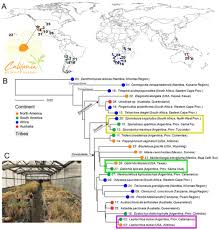 Image result for Ctenium concinnum