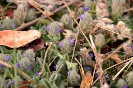 Image result for Nelsonia canescens