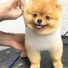 A dog's whiskers aren't quite as important as a cat's whiskers, especially in captivity. 1