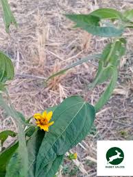 Image result for Aspilia africana