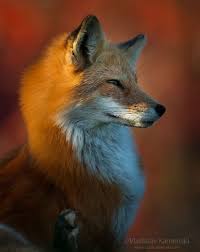 Vladkamenski Com Nbspthis Website Is For Sale Nbspvladkamenski Resources And Information Animals Animals Beautiful Pet Fox