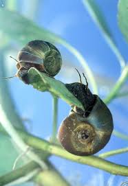 They can be beneficial in small numbers, and help to keep your tank clean and tidy. Ramshorn Snail The Care Feeding And Breeding Of Ramshorn Snails Aquarium Tidings