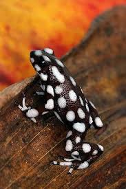 Black And White Frog Species Excidobates Dendrobates Mysteriosus Captive Maranon Poison Frog Iucn Redlist Endangered Poison Frog Frog Amphibians