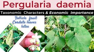 Image result for Pergularia daemia