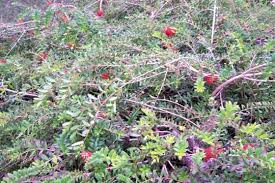 Image result for Melaleuca hypericifolia