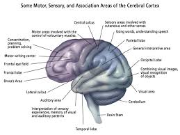 The ars represent different aspects of your work zooming back, the areas of responsibility provide a clear markers and the tasks become the roads. Brain Anatomy Atlanta Brain And Spine Care