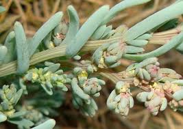 Image result for Suaeda sp. B