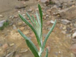 Image result for Pseudognaphalium luteo-album