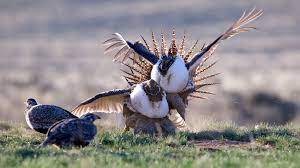 Ten Strange Endearing And Alarming Animal Courtship Rituals Cool Green Science
