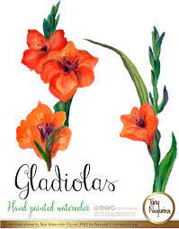 Gladiolas Clipart Acuarela Png Marcos Orillas Fondos Etsy Floral Watercolor Watercolor Herbs Clip Art
