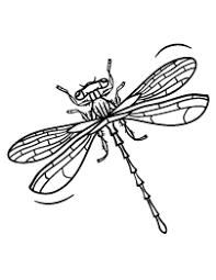 Dragonfly Coloring Page Coloring Pages Insect Coloring Pages Flower Coloring Pages