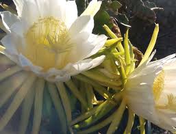 updated aug 30 20+ blooms between friday september 5 and saturday the 6th? Queen Of The Night Cactus Phi Essences