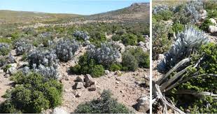 Image result for Caputia