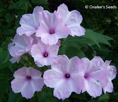 Image result for Ipomoea carnea