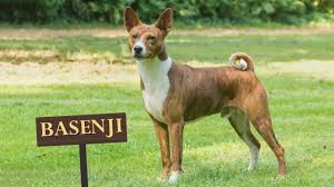 The domestic dog (canis familiaris or canis lupus familiaris) is a domesticated form of wolf. Basenji Must Know Facts For The Owner Youtube