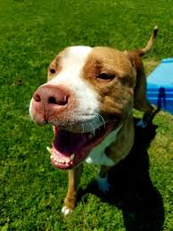 A 10-year-old Plott hound named Ajax was found heartbreakingly standing  guard over his deceased owner, refusing to leave his side even in death.