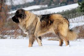 See full list on russiandog.net Caucasian Shepherd Dog Dog Breed Information American Kennel Club