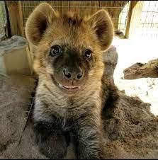 posting yeens every day until I get to pet one Day 781 such an innocent  face : r/hyenas