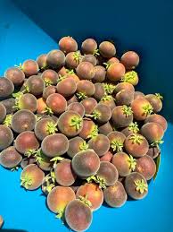 Image result for Dovyalis lucida