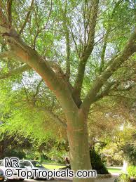 Image result for Grewia praecox