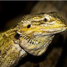 What Light Should Be On At Night For A Bearded Dragon? - Quora