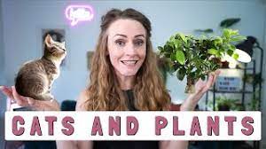 Toxic plants for cats — lilies. 3 Ways To Prevent Cats From Eating Plants Wikihow