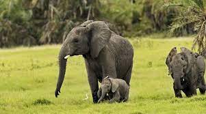 List of african animals extinct in the holocene; List 20 Must See African Animals When On A Safari Safari Animals