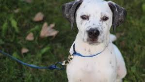 The dalmatian lab mix is a pretty new hybrid but gaining in popularity. Bullmatian Mixed Dog Breed Pictures Characteristics Facts
