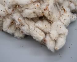 raw cotton lint with seeds, AI generated