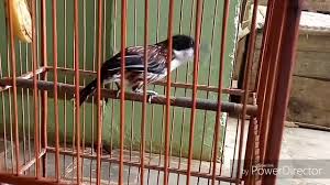 Sebab, fungsi utama webcam disini. Cendet Matahari Gacor Youtube